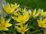 Tulipa tarda