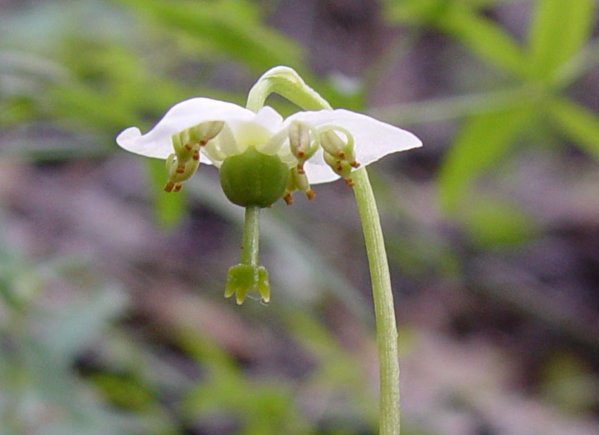 Image of Moneses uniflora specimen.