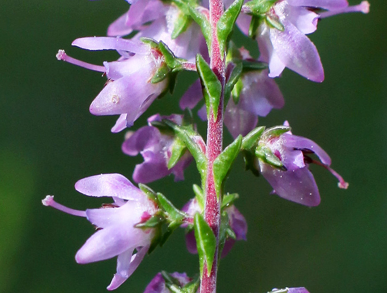 Image of Calluna vulgaris specimen.