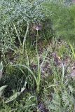 Allium suworowii. Цветущие растения. Южный Казахстан, хр. Боролдайтау, ущ. Бозторгай. 25.04.2012.