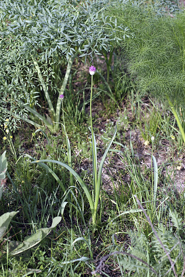 Image of Allium suworowii specimen.