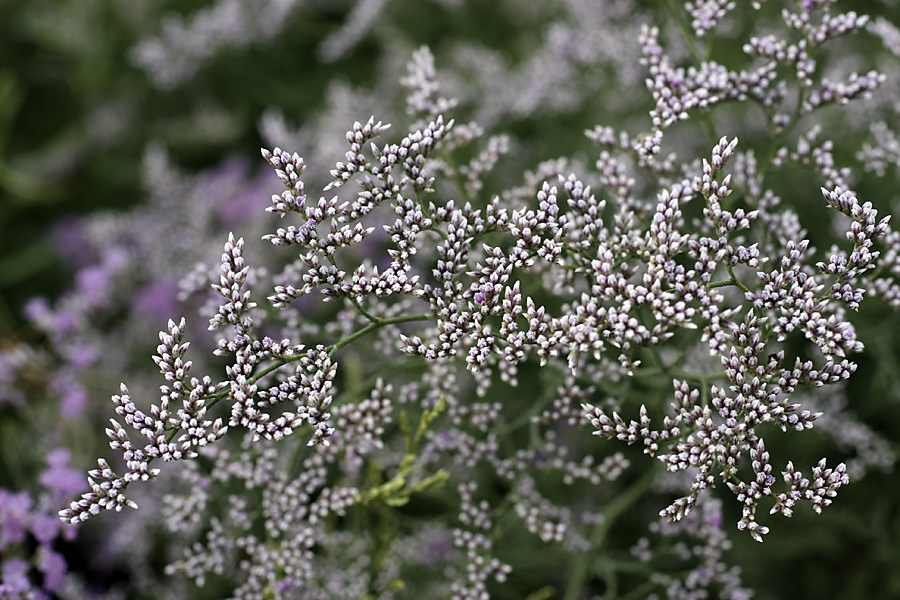 Изображение особи Limonium otolepis.