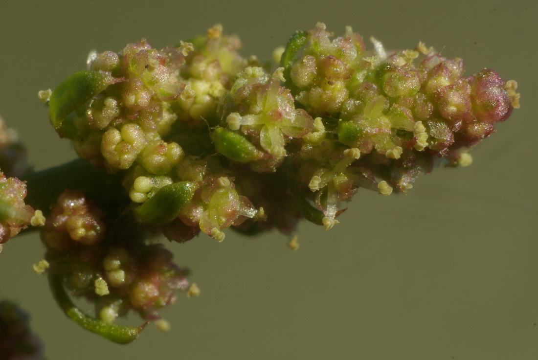 Image of Oxybasis rubra specimen.