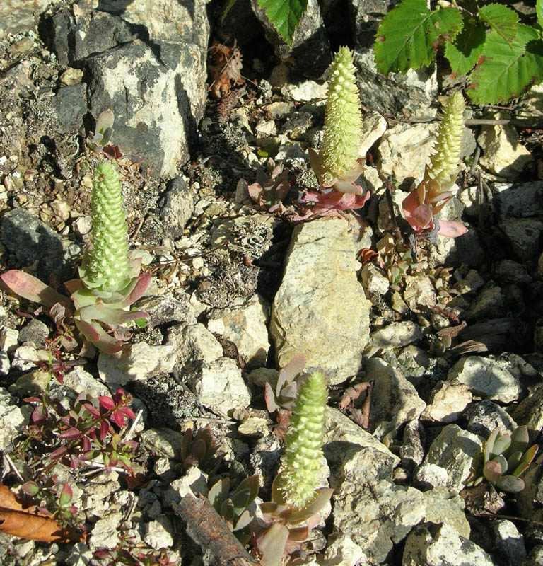 Image of Orostachys malacophylla specimen.