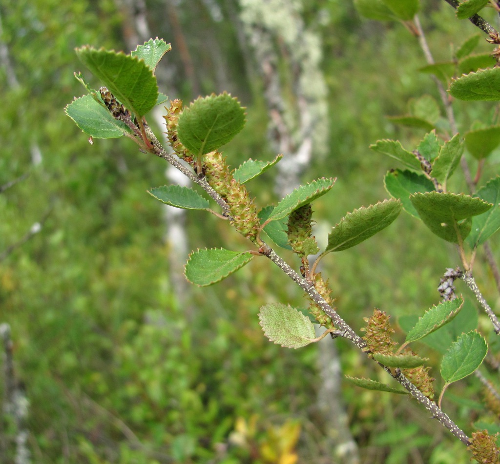 Изображение особи Betula humilis.