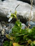 Arabis alpina