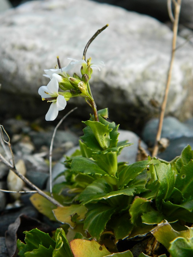 Изображение особи Arabis alpina.