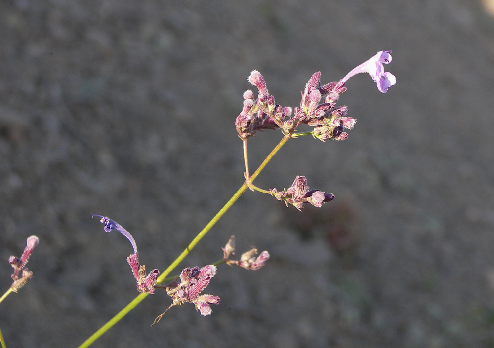 Image of Nepeta teucriifolia specimen.