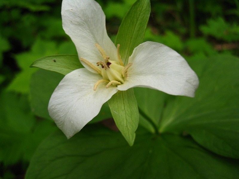 Image of Trillium camschatcense specimen.