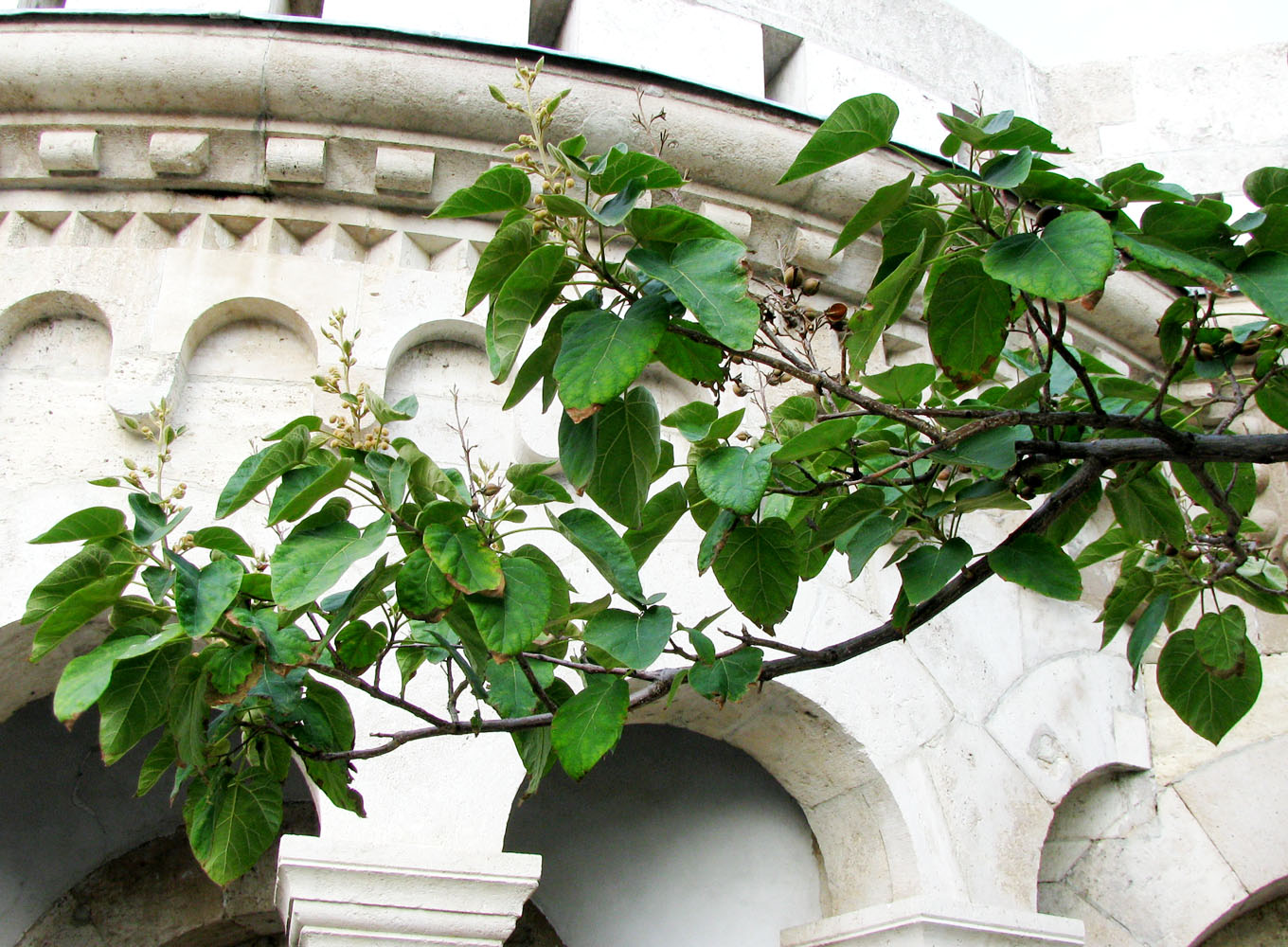 Image of Paulownia tomentosa specimen.