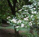 Crataegus stevenii. Ветви цветущего растения. Южный Берег Крыма, Никитский ботанический сад. 7 мая 2012 г.