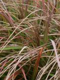 Miscanthus sinensis