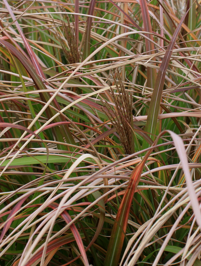 Изображение особи Miscanthus sinensis.