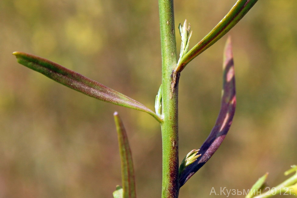 Изображение особи Linaria maeotica.