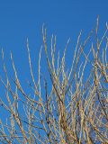 Salix fragilis variety sphaerica. Ветви в верхней части кроны у var. sphaerica Hryniew. Санкт-Петербург, 25 апреля 2009 г.