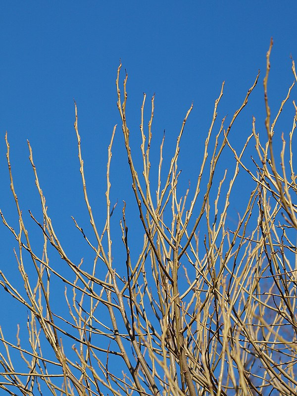 Image of Salix fragilis var. sphaerica specimen.