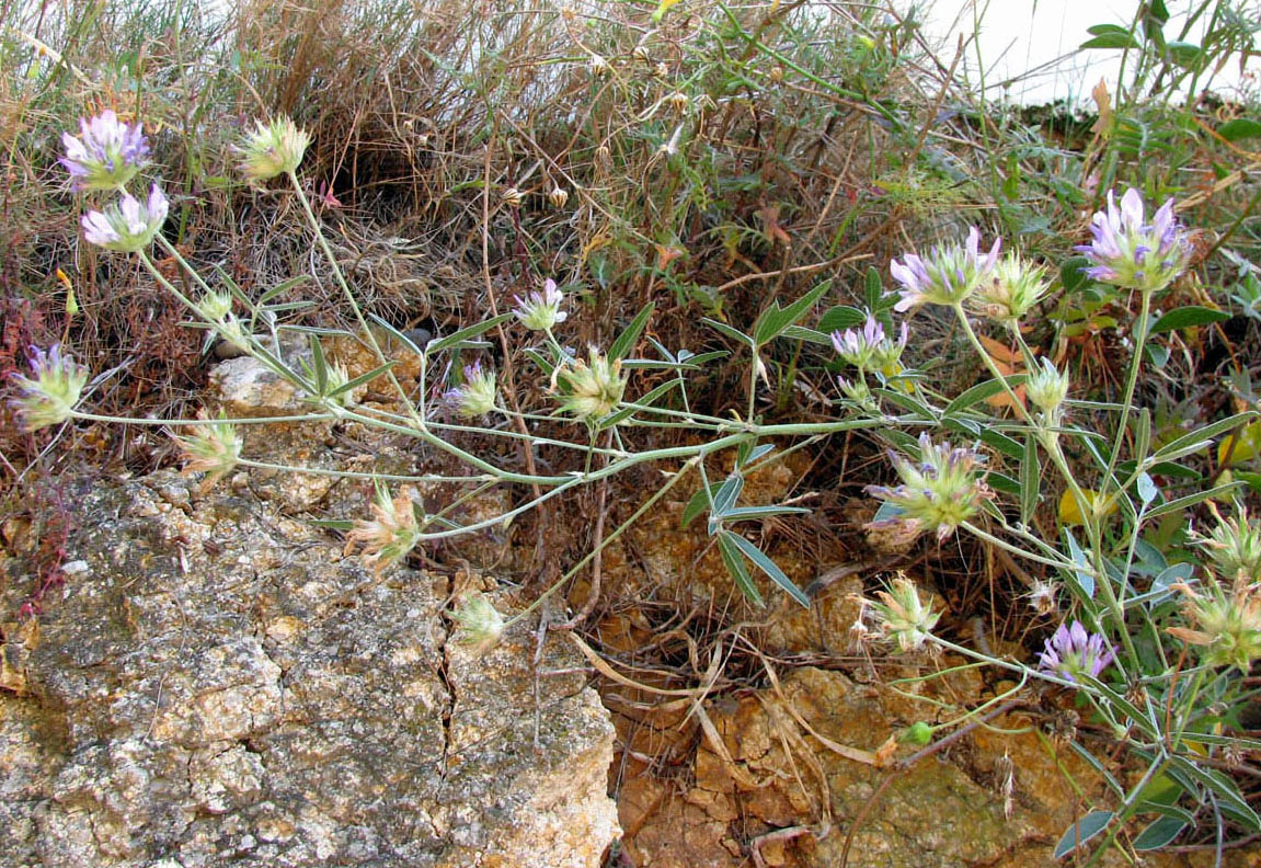 Изображение особи Psoralea bituminosa.