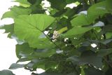 Catalpa ovata