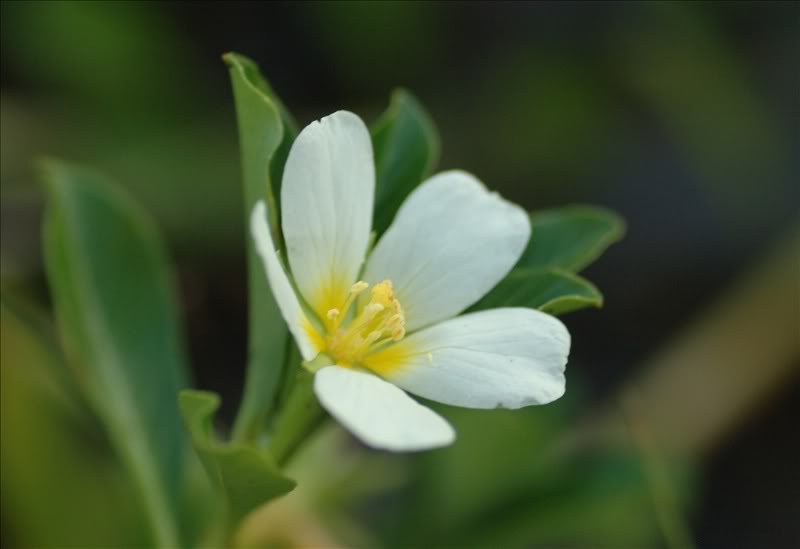 Image of Ludwigia adscendens specimen.