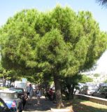 Pinus pinea