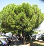 Pinus pinea. Дерево в уличном озеленении. Франция, Лазурный Берег, г. Антиб, мыс Антиб, посадки вдоль дороги. 21.06.2012.
