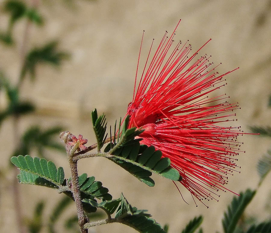 Image of Calliandra californica specimen.