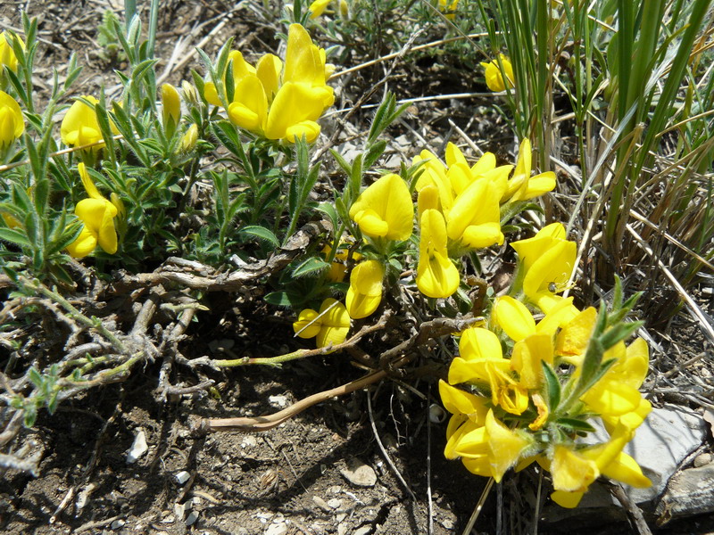 Image of Genista millii specimen.