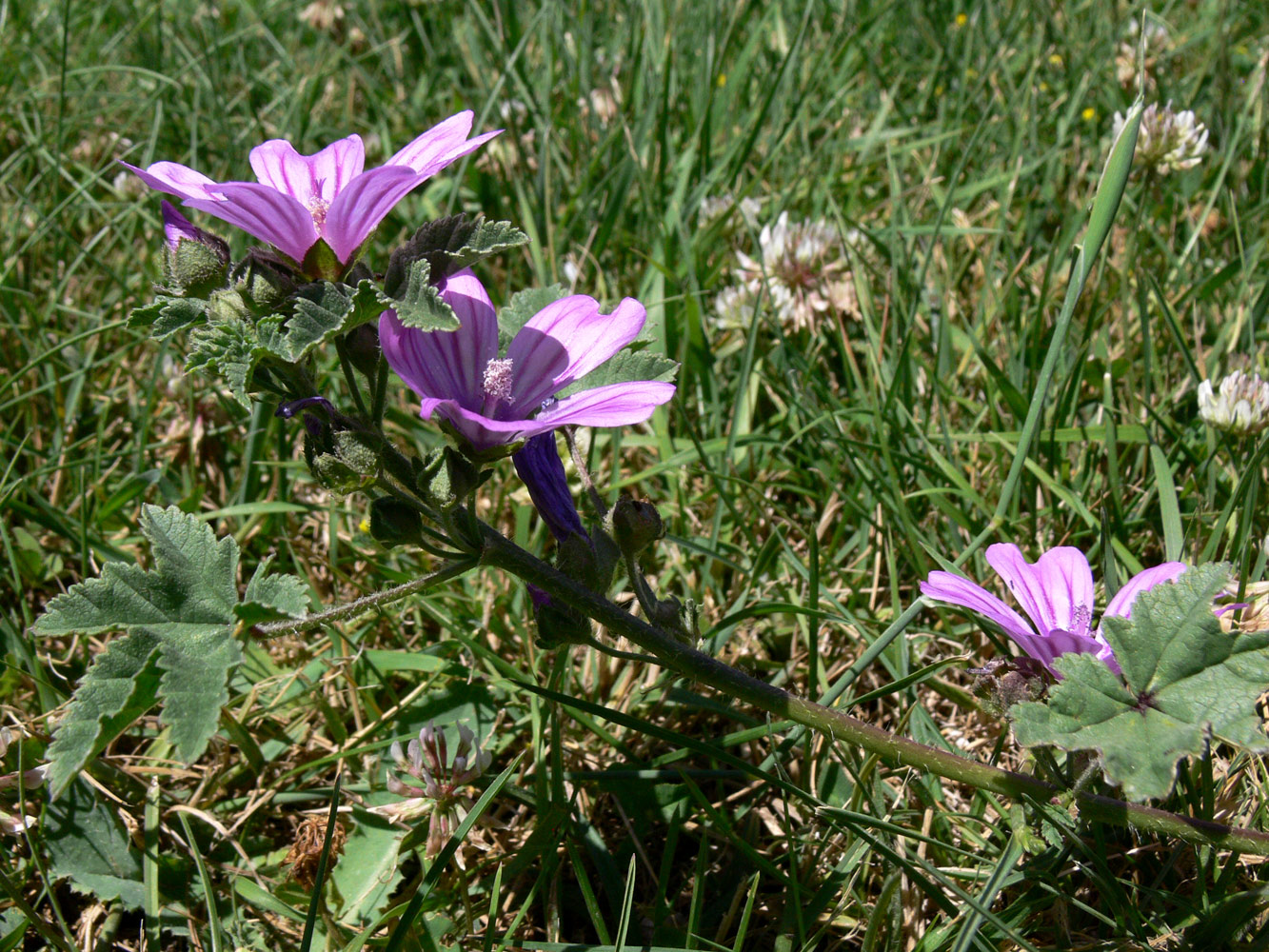Изображение особи Malva sylvestris.