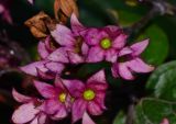 Clerodendrum splendens