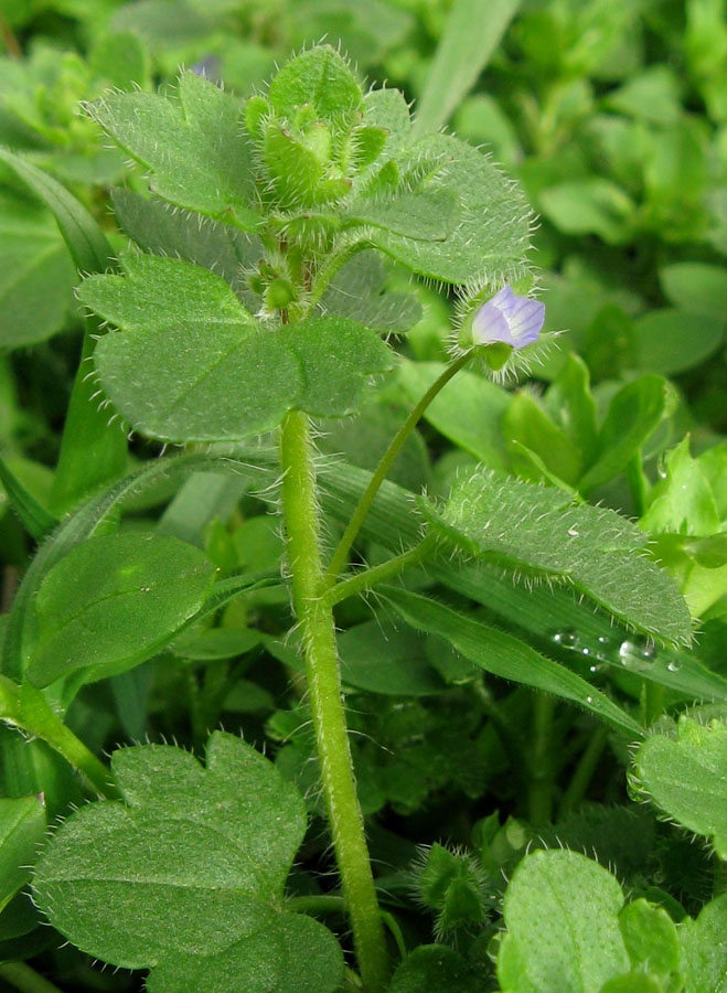 Изображение особи Veronica hederifolia.