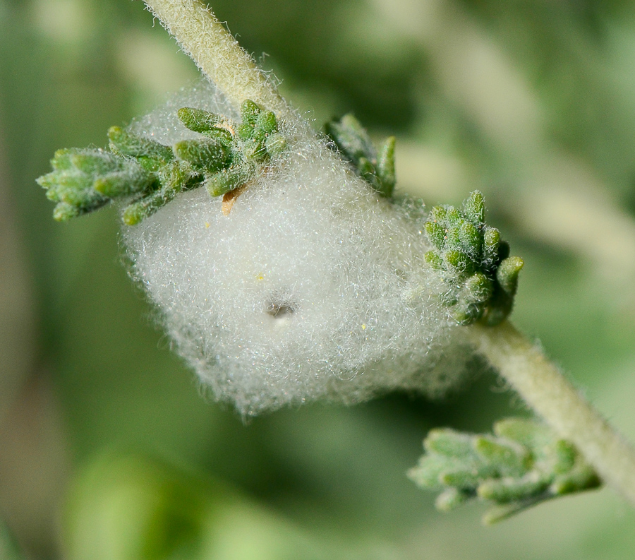Image of Salsola cyclophylla specimen.