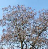 Catalpa bignonioides