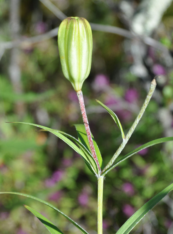 Image of Lilium pensylvanicum specimen.