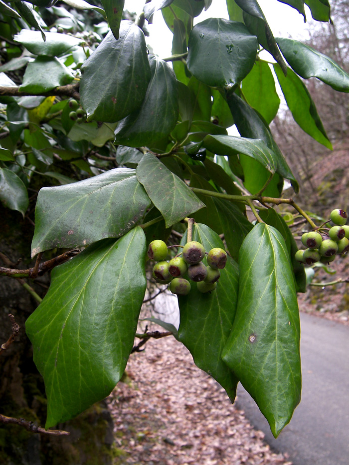 Изображение особи Hedera colchica.