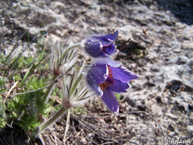 Изображение особи Pulsatilla taurica.