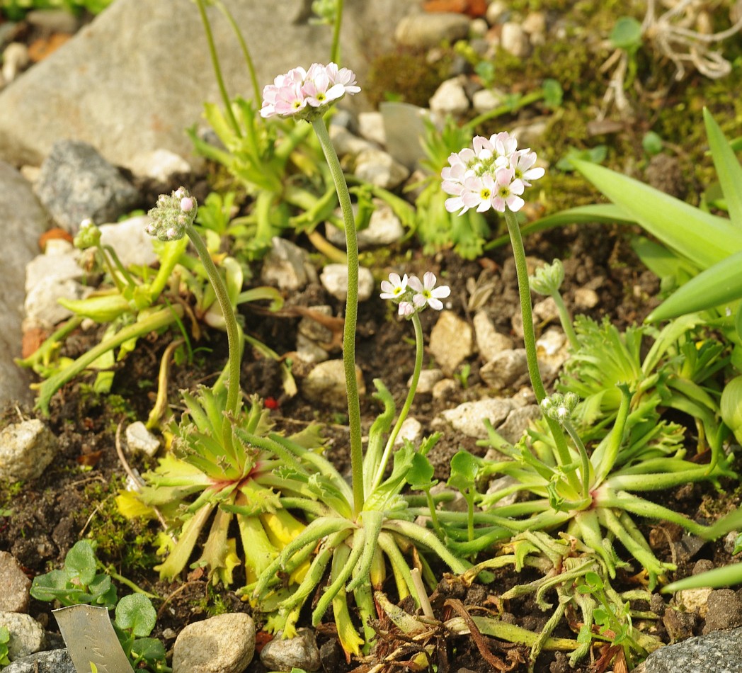 Image of Androsace albana specimen.