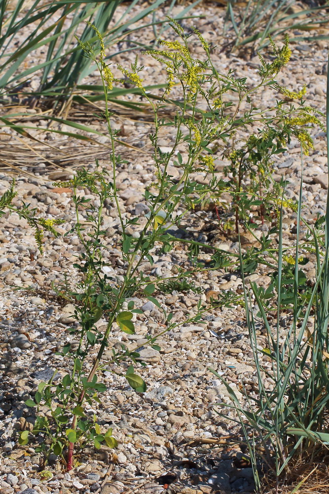 Изображение особи Melilotus officinalis.