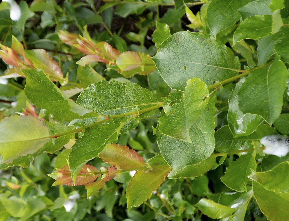 Изображение особи Salix starkeana.