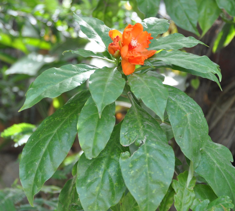 Image of Pereskia bleo specimen.