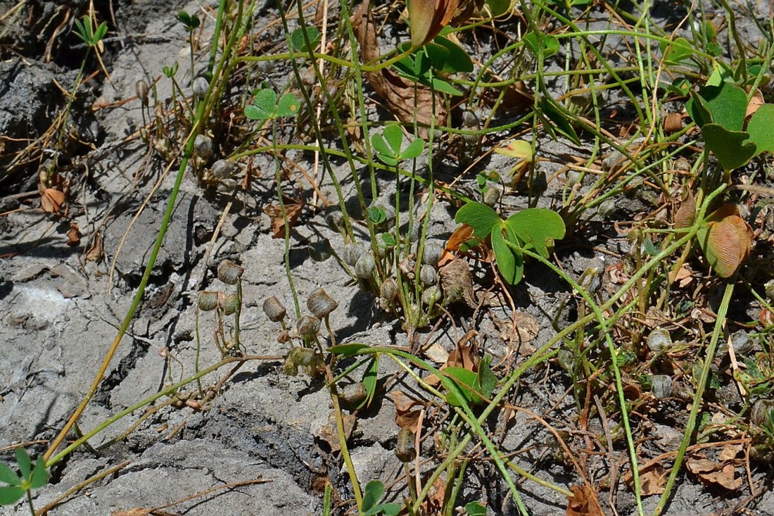 Image of Marsilea aegyptiaca specimen.