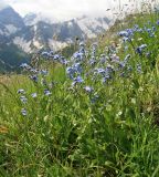 Myosotis alpestris