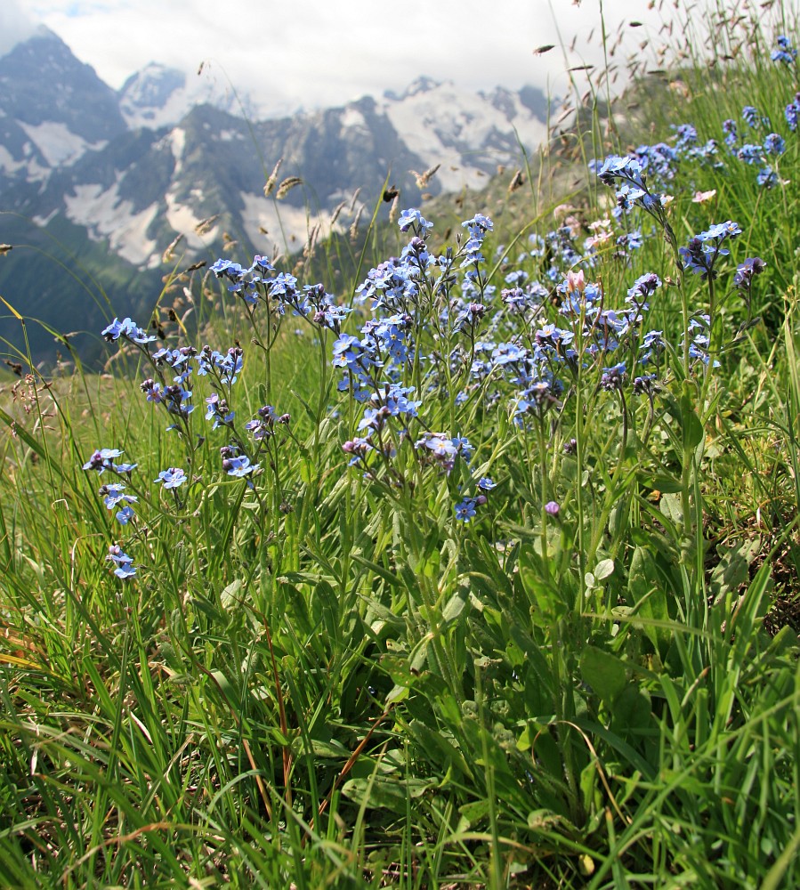 Image of Myosotis alpestris specimen.