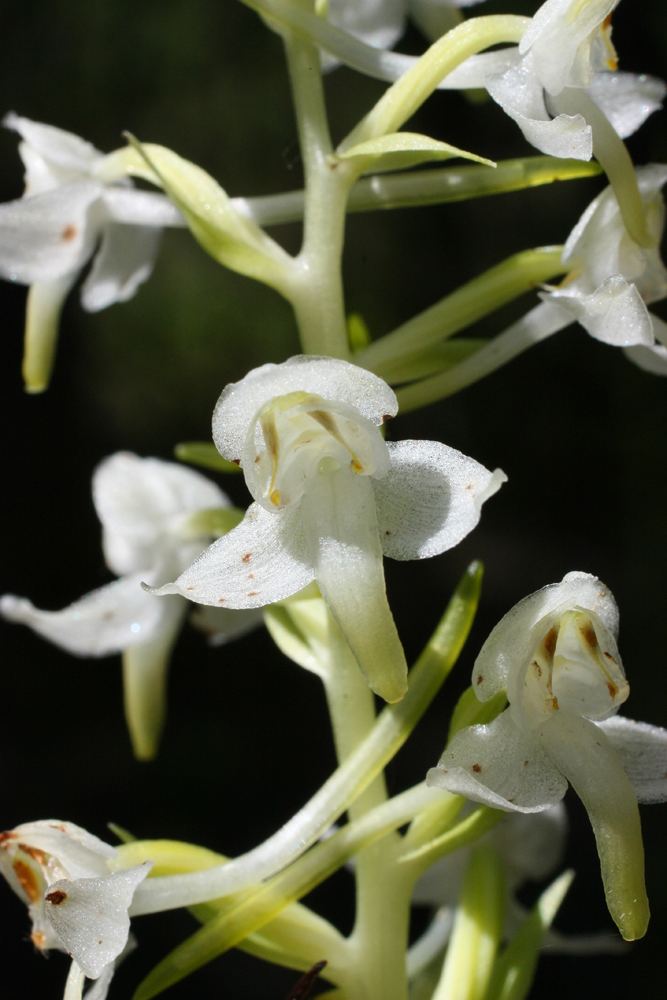 Image of Platanthera chlorantha specimen.