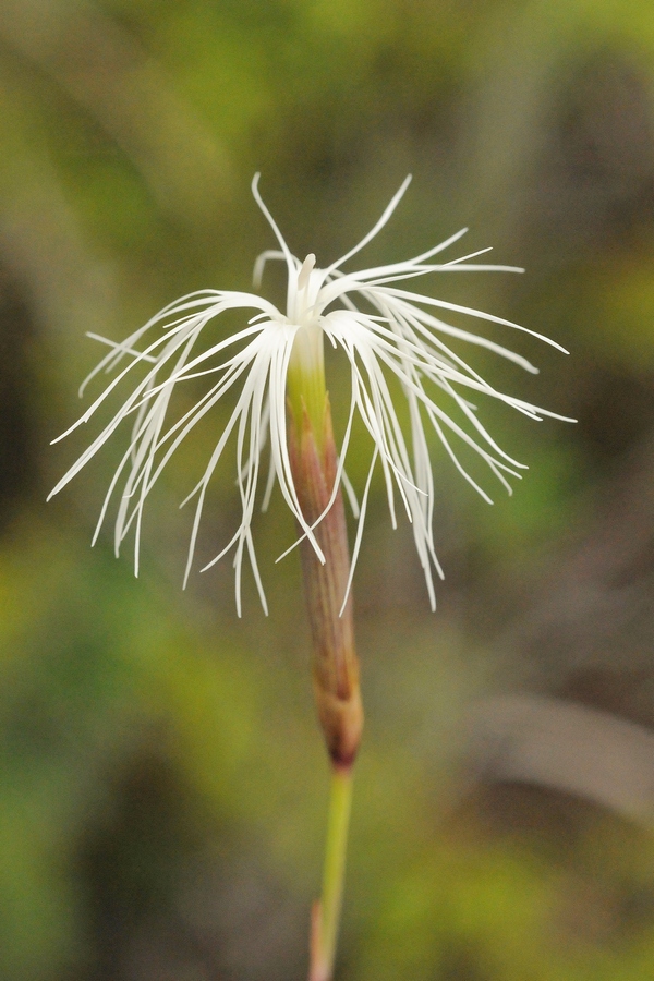 Image of Dianthus kuschakewiczii specimen.