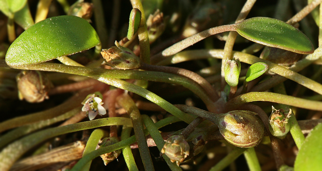 Image of Limosella aquatica specimen.