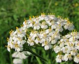 Achillea millefolium. Часть соцветия. Архангельская обл., Вельский р-н, пос. Усть-Шоноша. 20.07.2011.