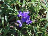 Lagotis korolkowii