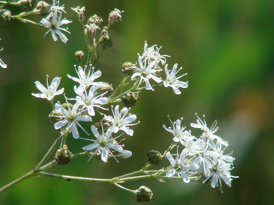 Image of Gypsophila altissima specimen.