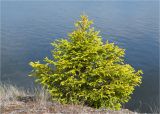 Picea obovata. Молодое растение на краю обрыва. Карелия, Лоухский р-н, окр. пос. Чкаловский, берег Белого моря, заброшенные отвалы породы из близлежащего карьера. 16.06.2013.