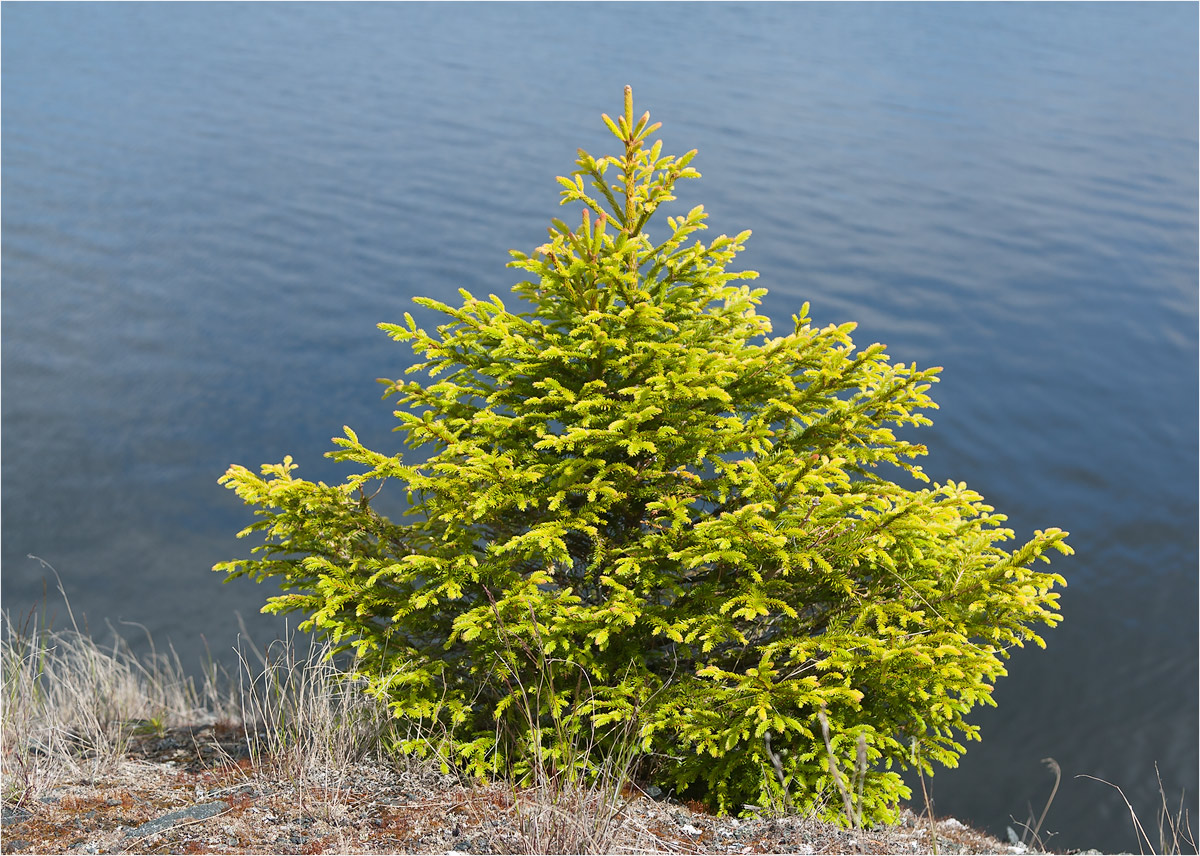 Image of Picea obovata specimen.
